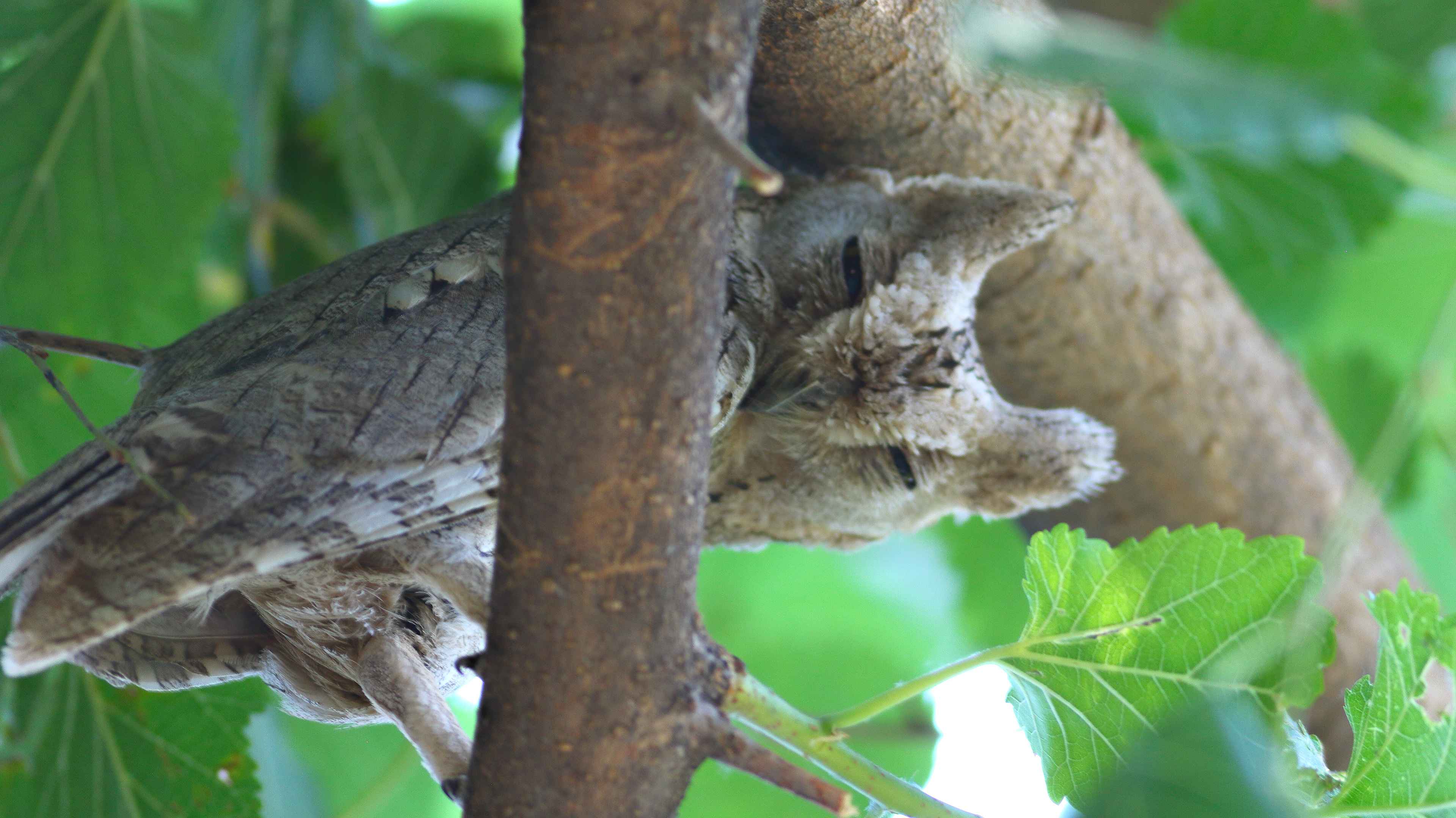 Pallid Scops-Owl